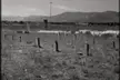 Nevada State Prison Cemetery - Carson City