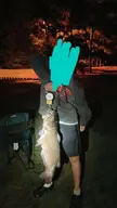 Got a 19 pound catfish 28 inches long on July 9th..