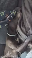 Advice or tips for teaching a greyhound to settle down
