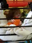 My baby rat eating a carrot