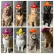 Silly Hats 418: Cinco De Mayo!