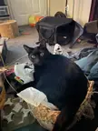 You’re supposed to play with the toys not sleep on them!