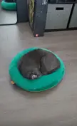 Squishmallow Bean Bag