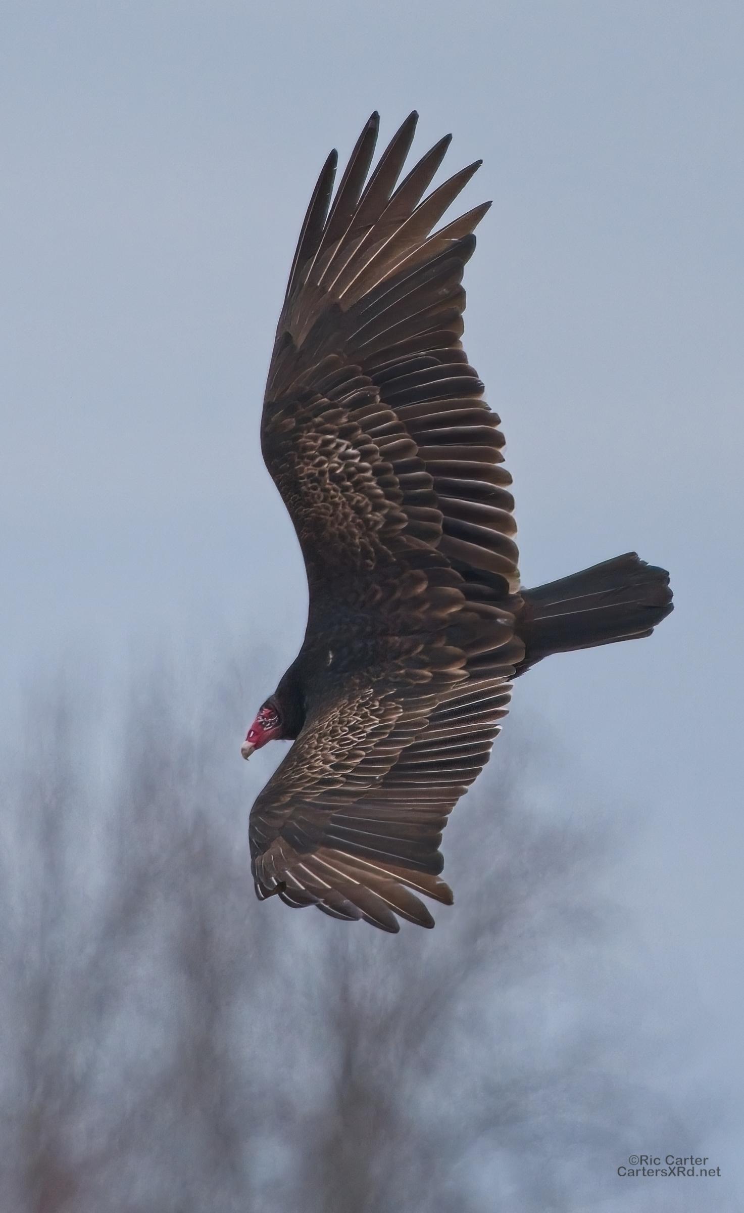 Turkey Vulture, Washington NC USA, January 2023, Sony a7rv, 200-600mm