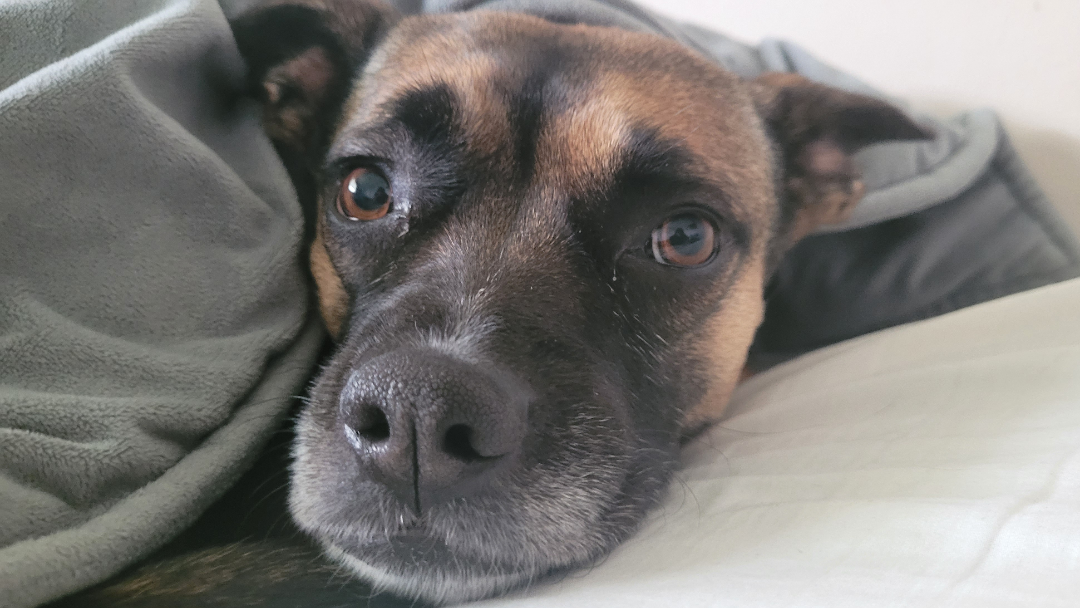 My dog under a blanket