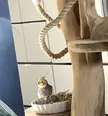 He looks so poofy