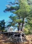 A white pine with nearly all of its root system exposed.