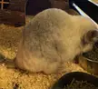 Why is my chinchilla like this?