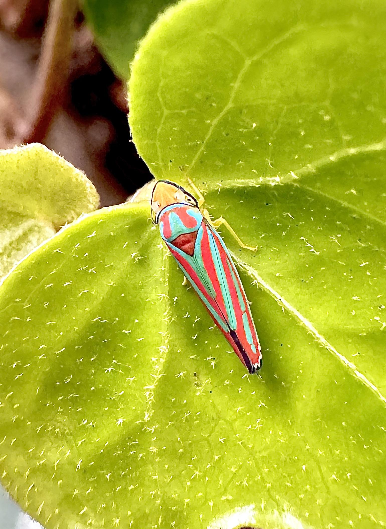 Red Banded Leafhopper