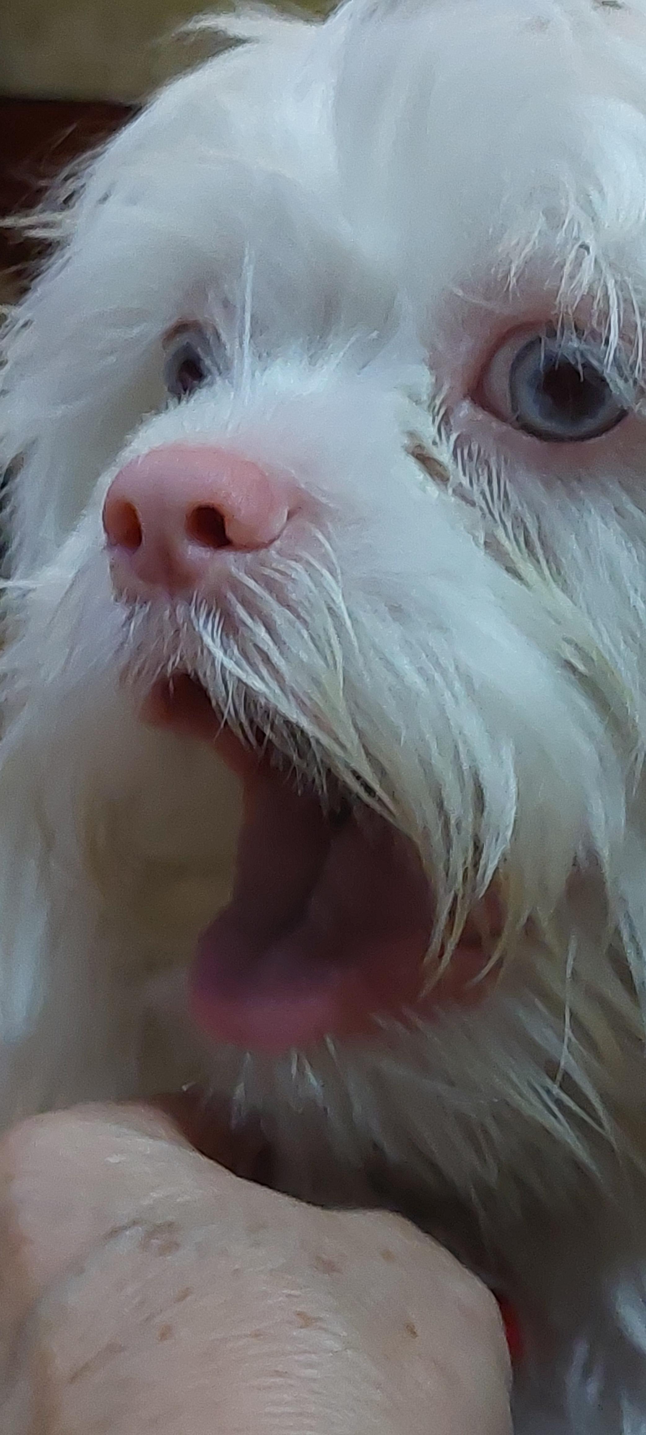 My dog is a meme