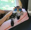 one cool coone