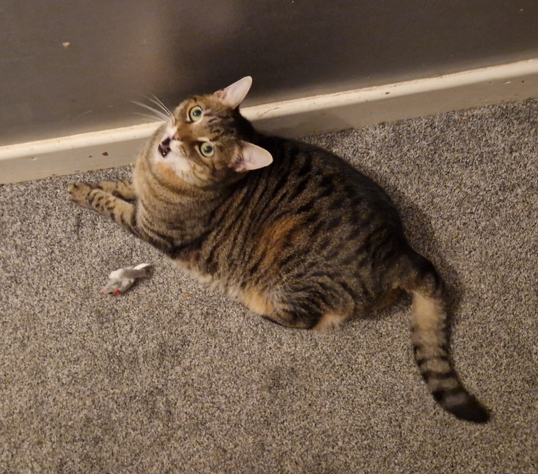 Gave her a sprig of fresh catnip off the plant and she went a bit crazy