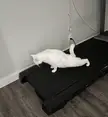 My cat doing push-ups on a treadmill