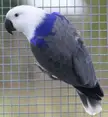 This Cute Rare Blue Ecclectus Parrot 🦜