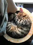 Sleepy circle...