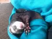 Goofy always loved to sleep like a little diva!