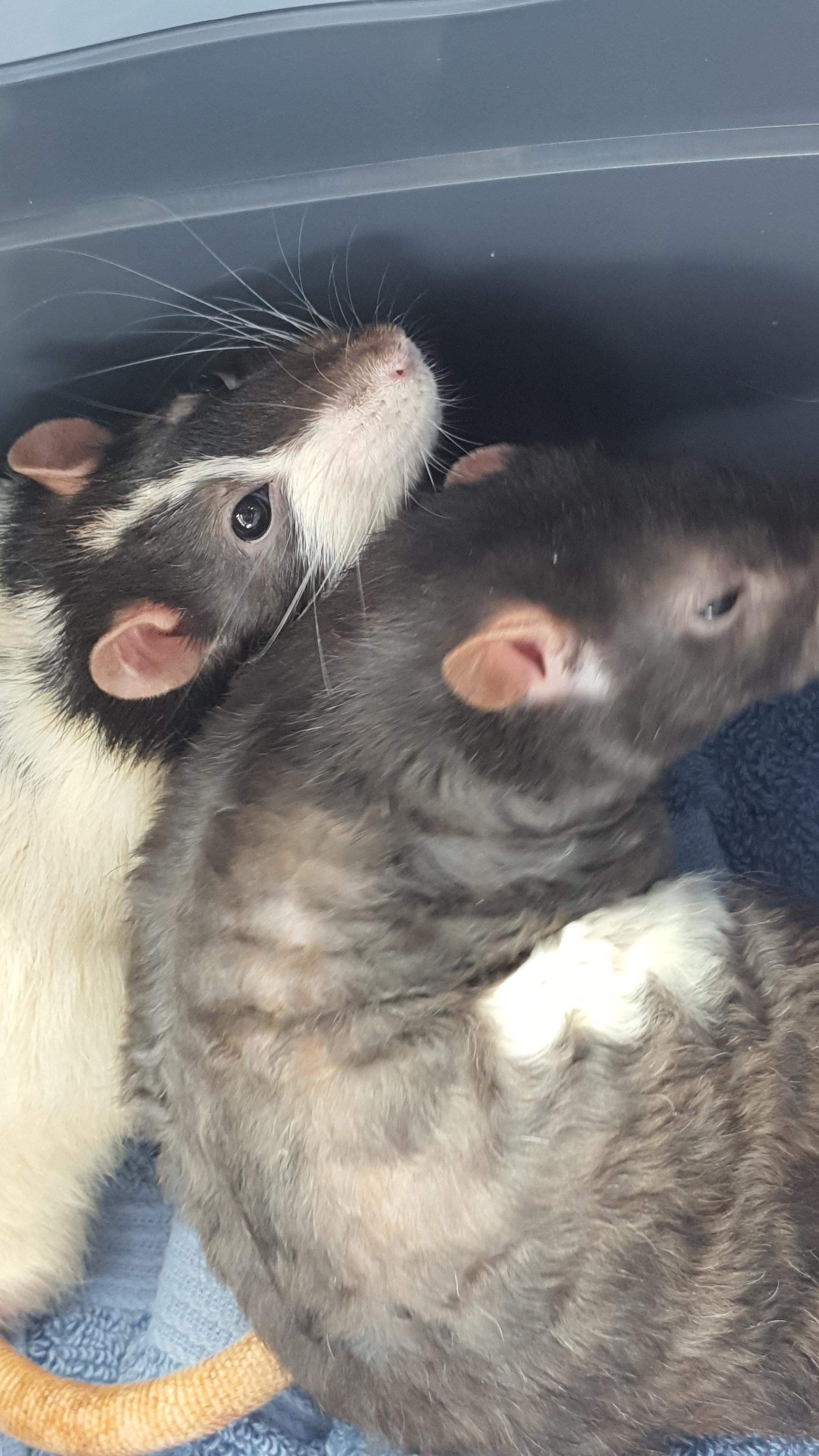 Does anyone have any suggestions on how to make giving medicine easier?