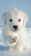 This Cute Golden Retriever Puppy 🐶