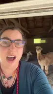 The difference between Alpacas and llamas