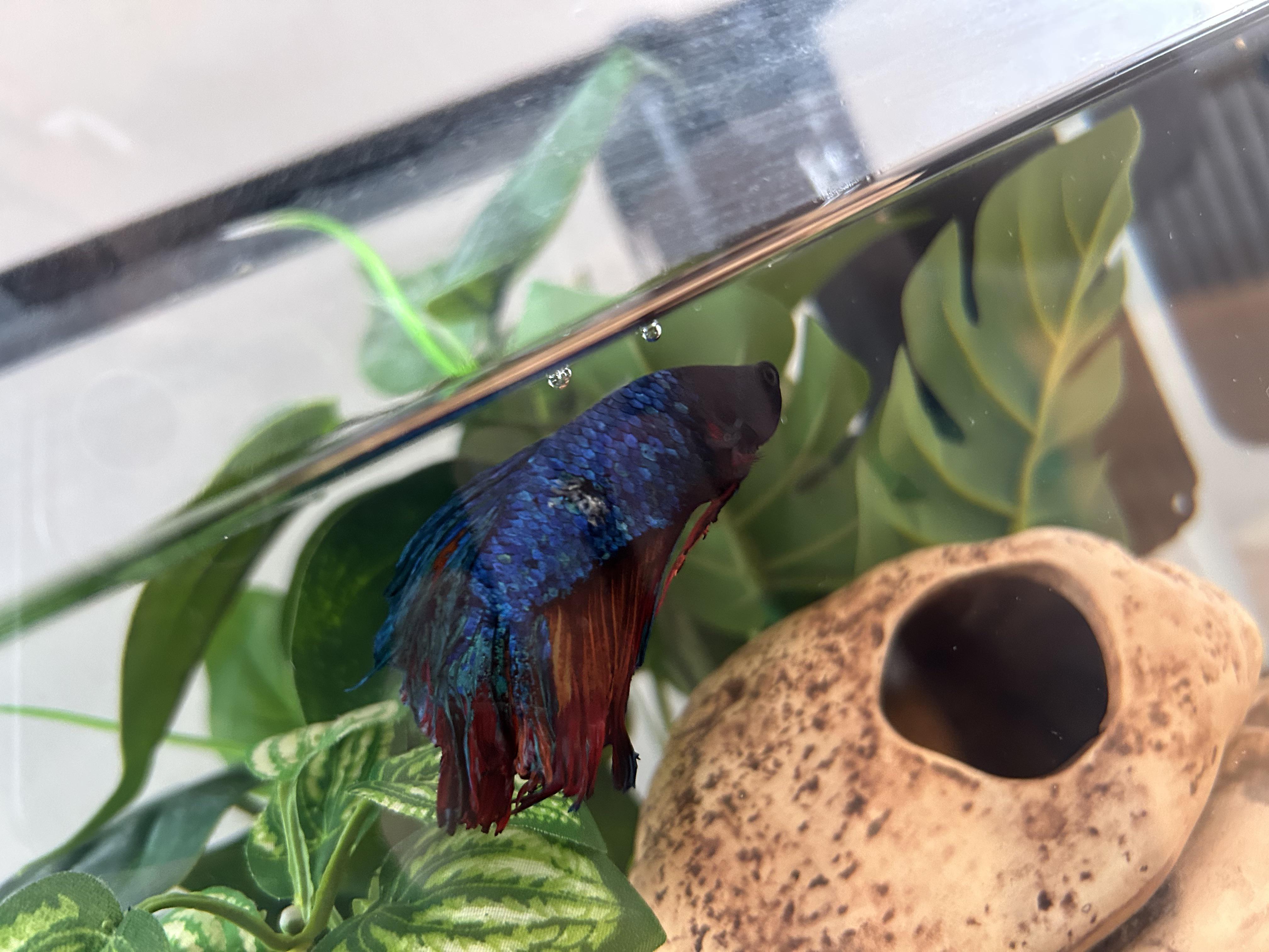 A few weeks ago I posted a picture of my betta and folks said it could ...