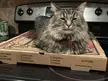 Basic Pizza Trap