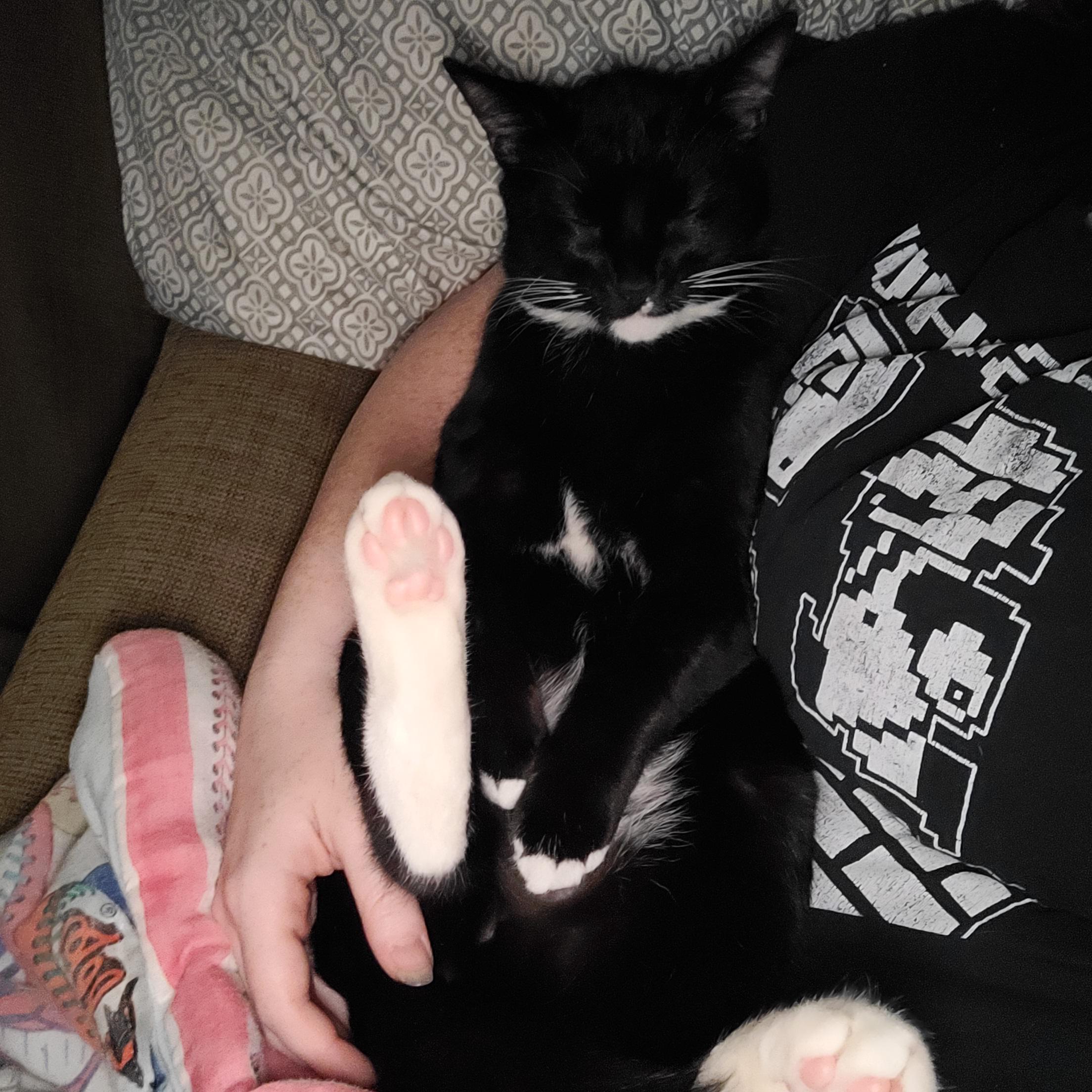 Right after my dental surgery, my Binxy boo didn't leave my side. He is a mommas boy through and through. 
