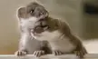I noticed this subreddit has an unfortunate lack of stoats....