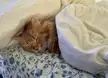 Sleeping Harlow (aka Bean)