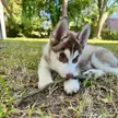 10 week old puppy and his new fascination with sticks