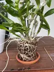 Rootbound Dendobrium?