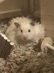 Can't a ham shell a peanut in peace?