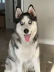 Is my pure bred husky actually a pure bred husky husky?