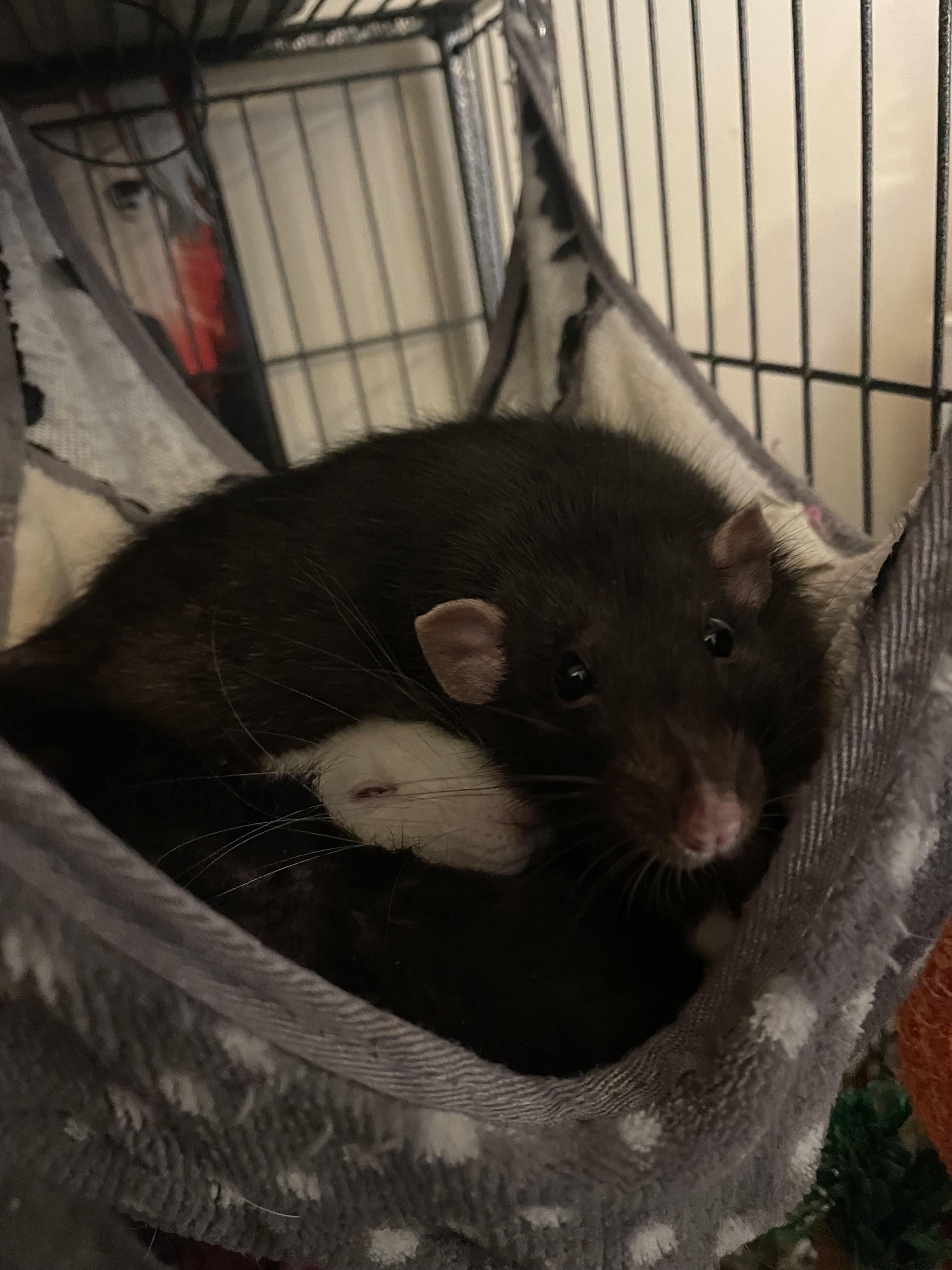 Anyone know good places to find Rats to adopt in South East England?