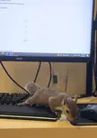 Squirrel wont stop typing on my keyboard