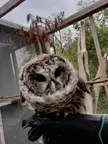 Sherlock the Barred Old Owl of the Forest is Judging You and is Tired of Your Shit