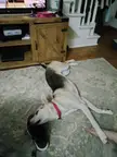 My shoe, our dog, wife's foot.
