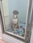 This photo I got of my dog before getting adopted