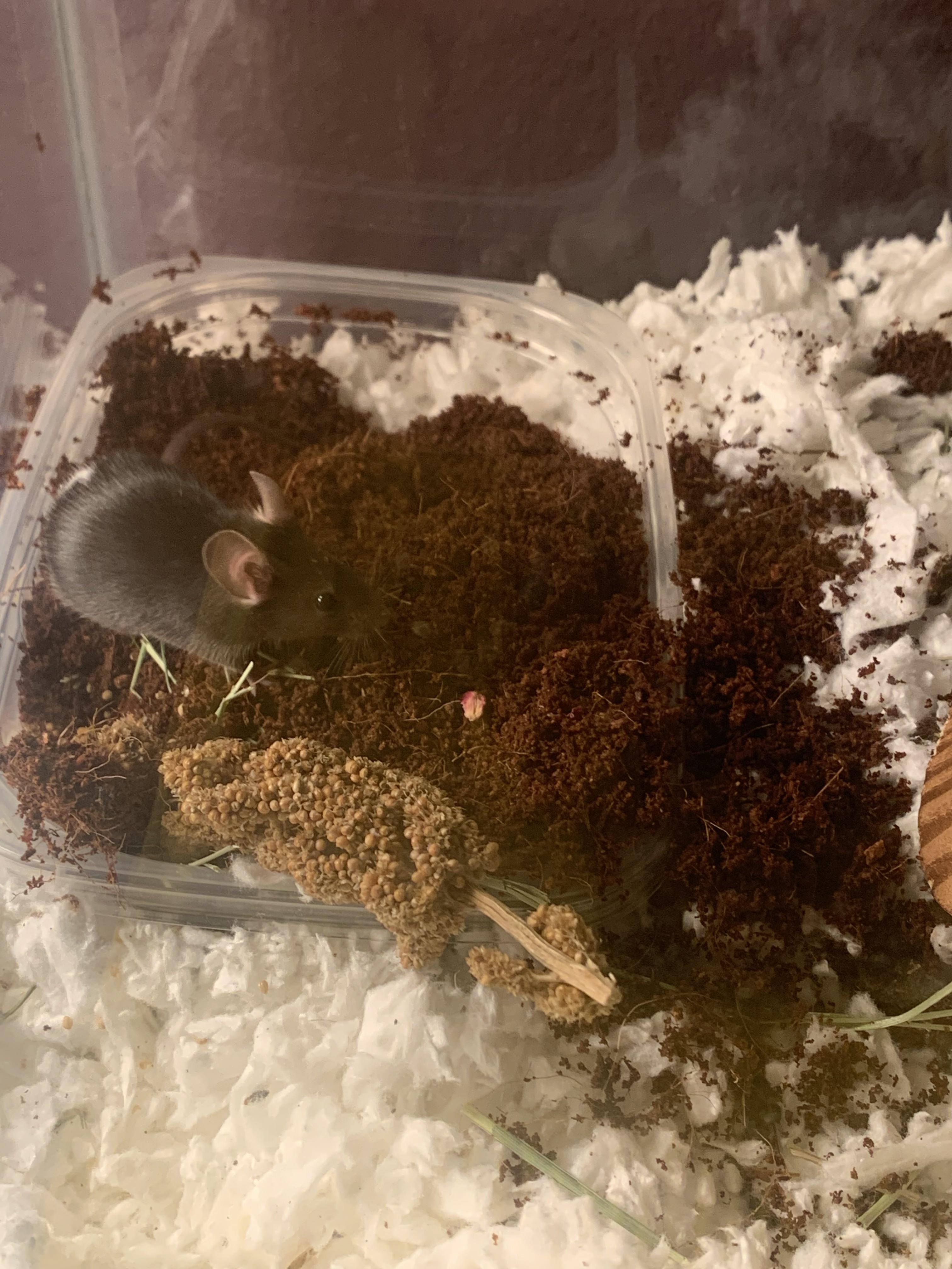 Give your mice a dig box and they dig