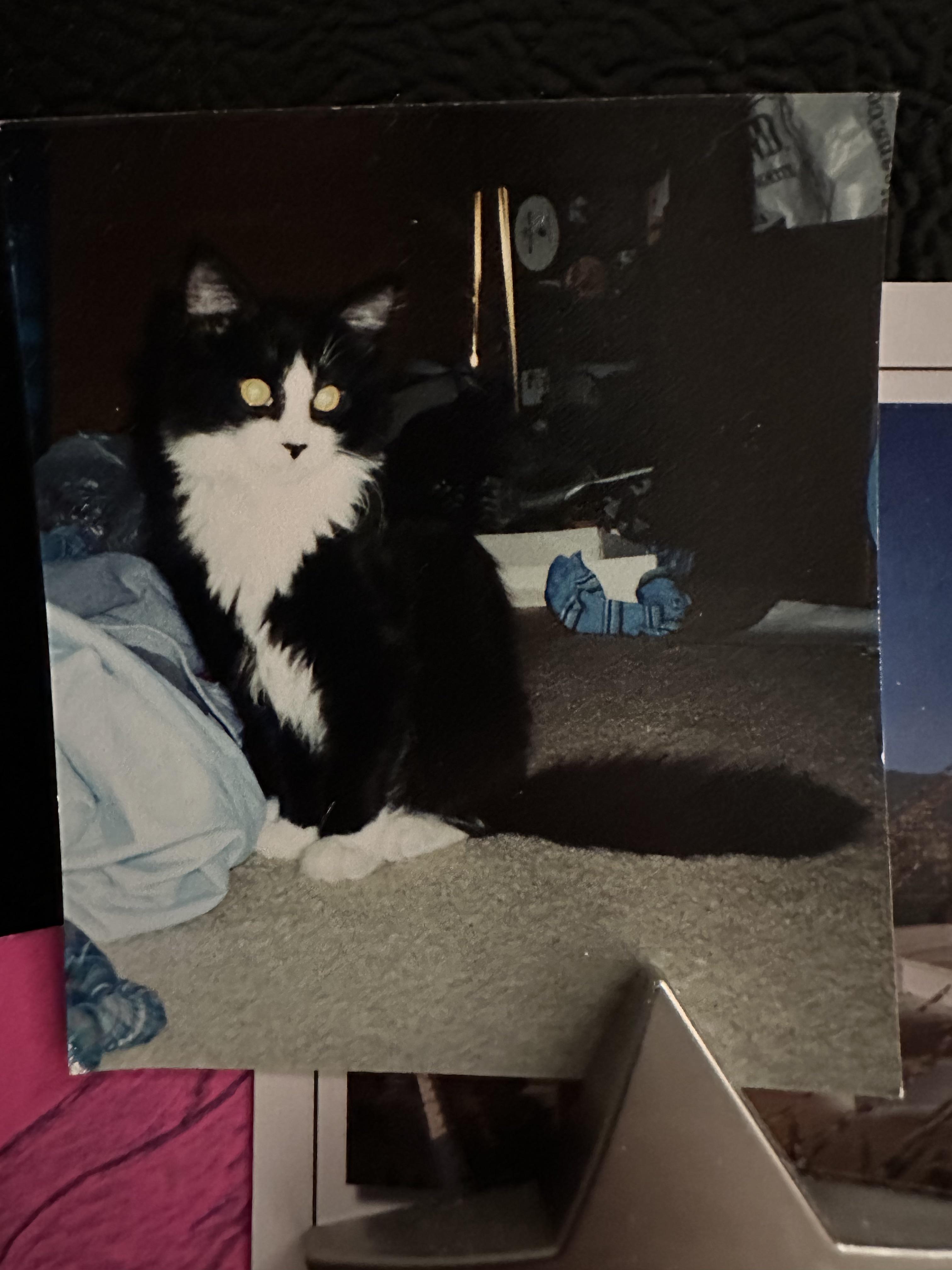 Does your cat match any of your home decor? 😹 Scrolller