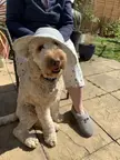 Waffle loves his gardening hat