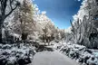 Desert Garden