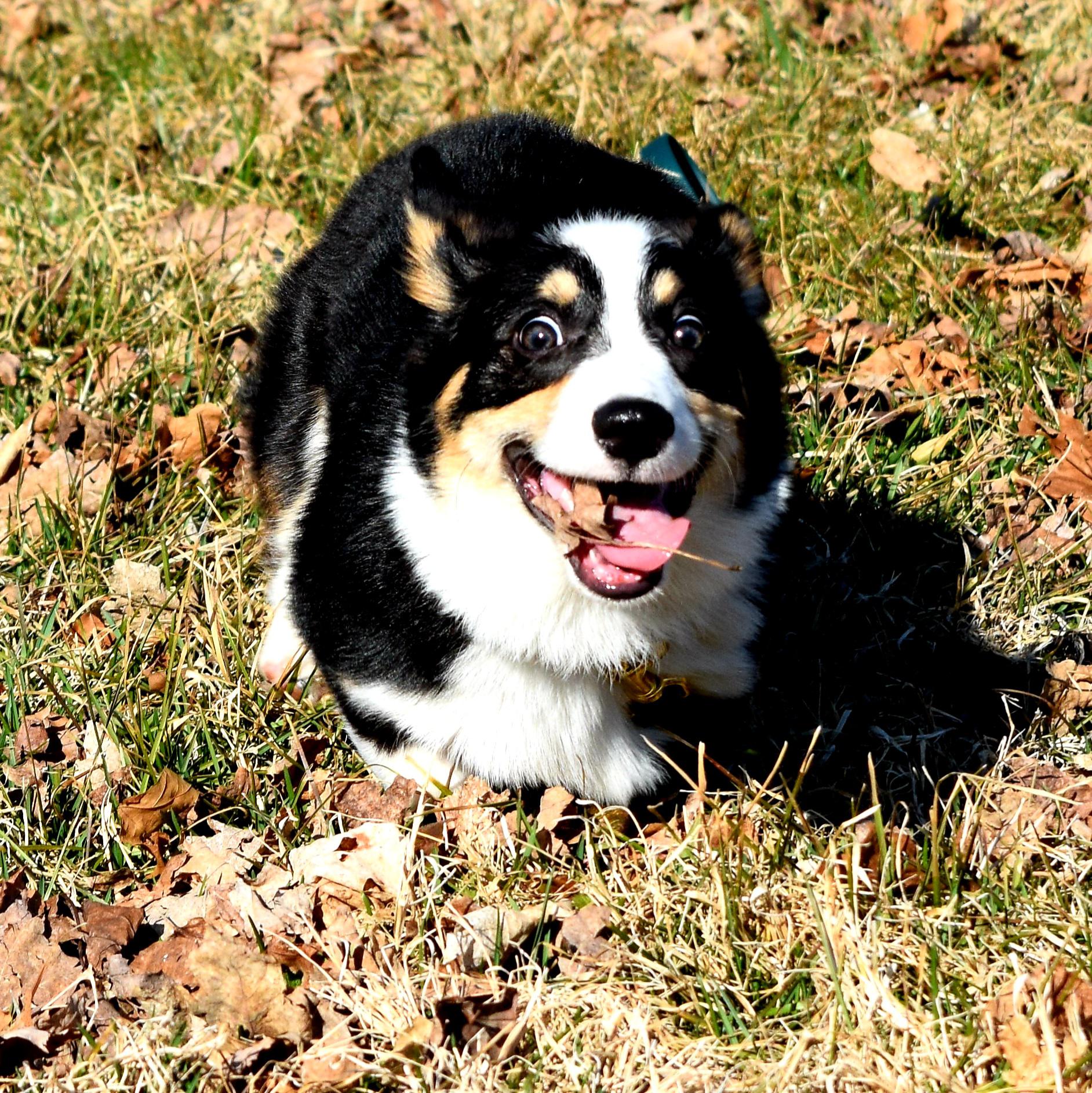 derp