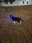 1st night walk with his new light up collar. I think he liked the additional light it gave him while sniffing all of the things.
