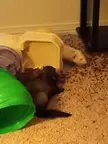 Chicken Nugget (dark one) is a butthead. Pistachio (white one) was eating, and Chicken decoded to headbutt the food bowl over.