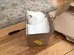 My cat sleeping while lookinging into the box