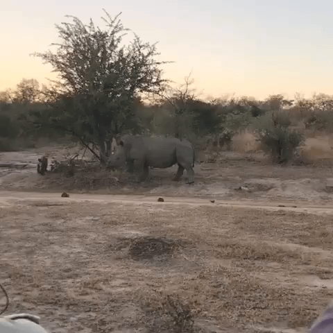 babyrhinogifs
