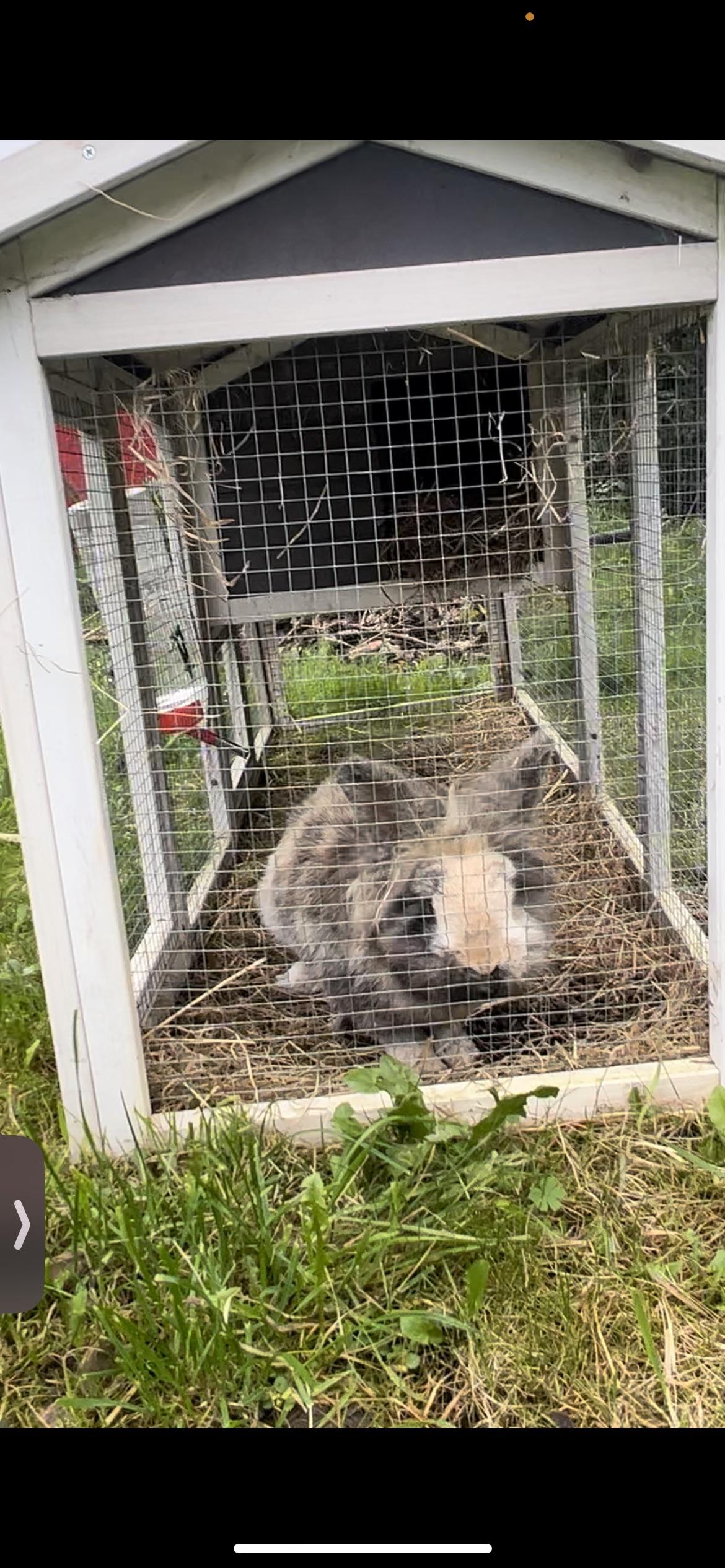Rspca won’t help this neglected rabbit | Scrolller