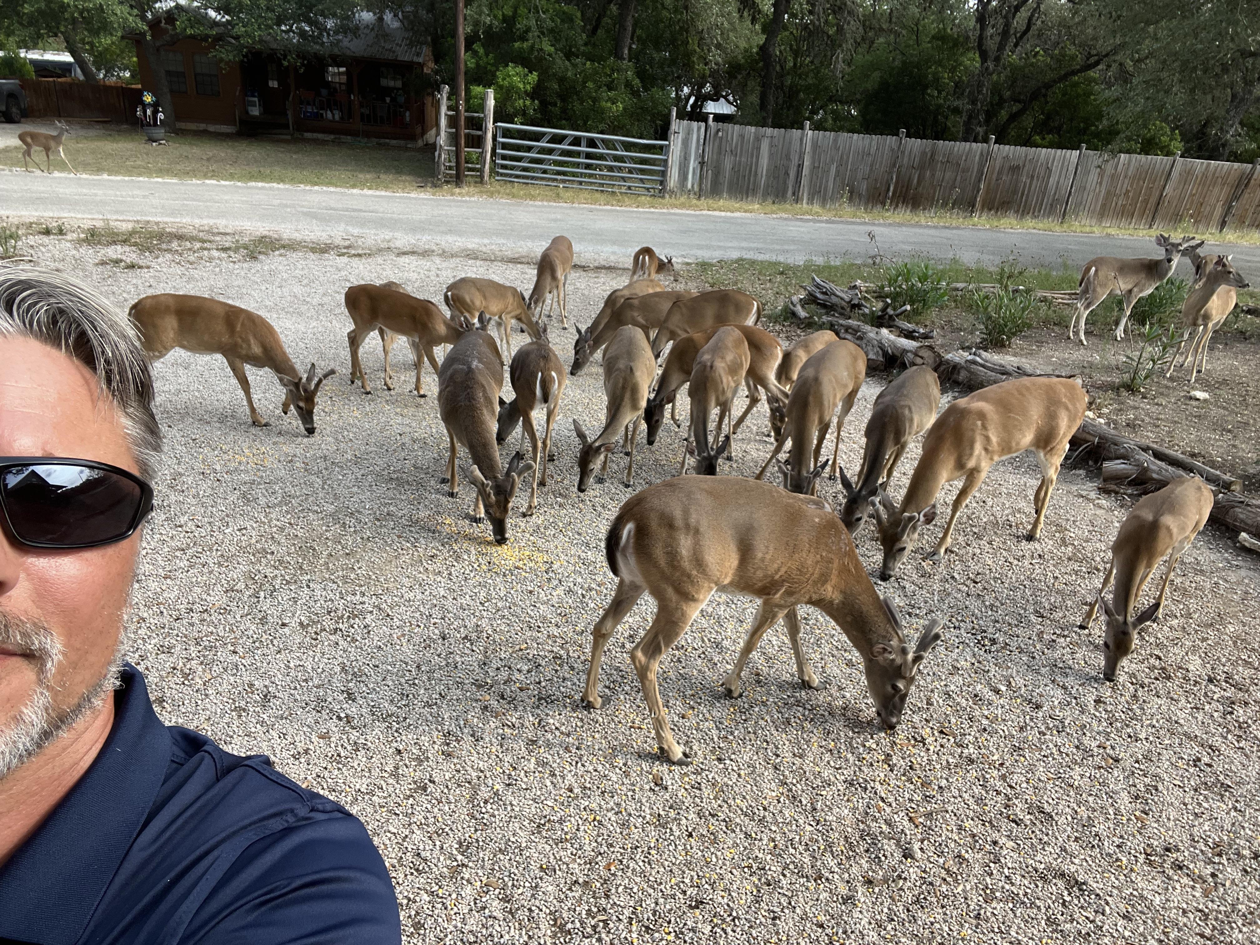 deer