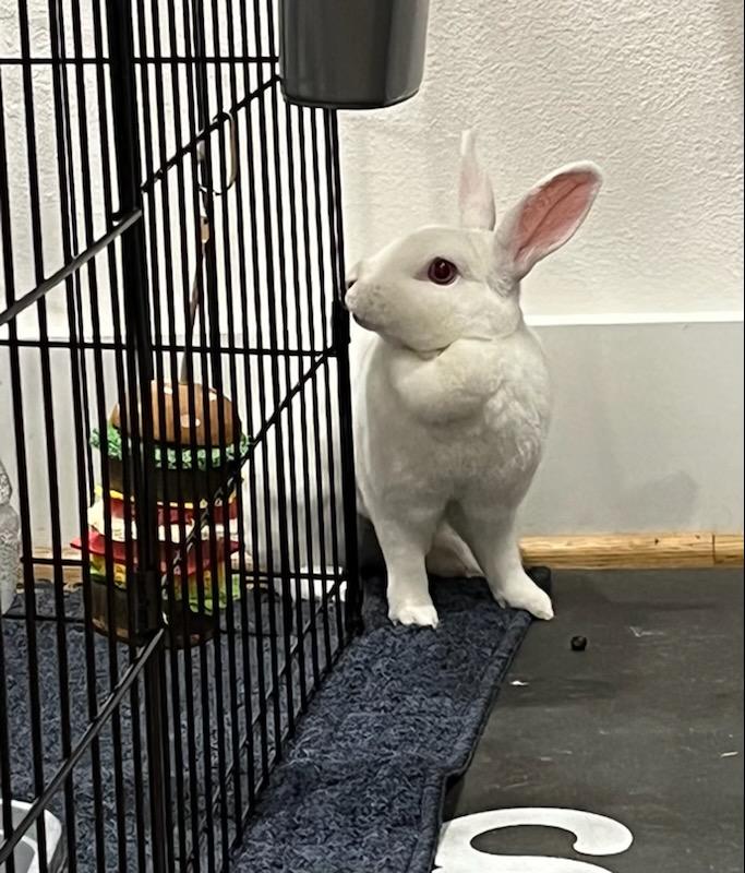 Our rescue got in the CUTEST REW Rex, she's like a cartoon character ...