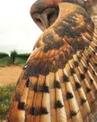 Nothing up my wing.... Ta-da! Is this your card